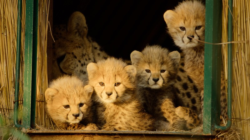 Born to Be Wild scene