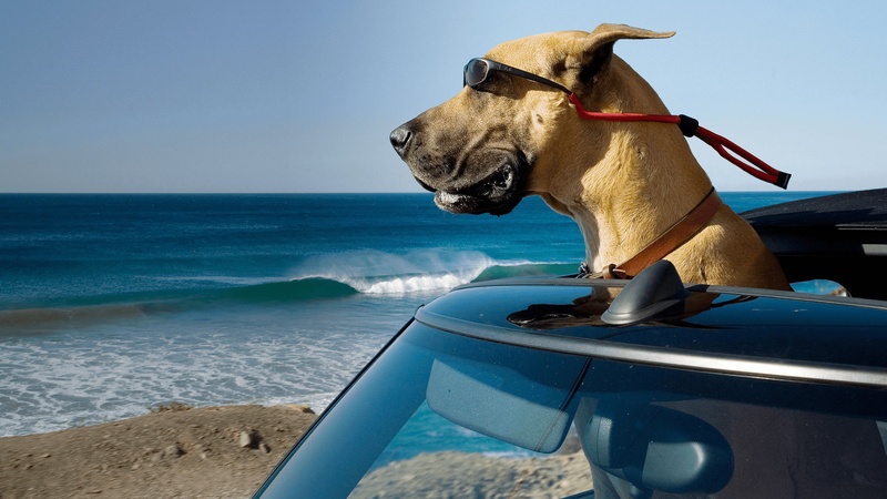 大丹麦狗马默杜克电影场景截图