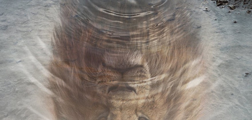 狮子王:木法沙传奇