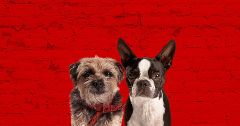 流浪狗友真情电影封面图片